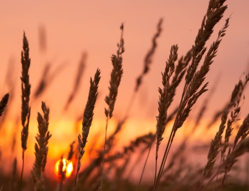 BLOG | Emotioneel om mooie kleine momenten